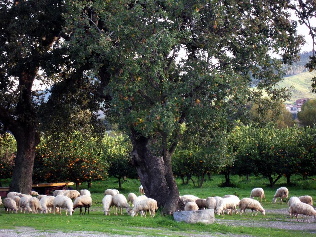 Barone Gr Macri Agriturismo Modi Gerace Exteriör bild